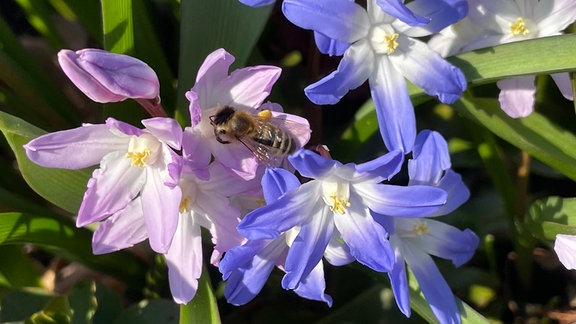 Frühblüher: Biene auf Schneeglanzblüte (Chionodoxa)