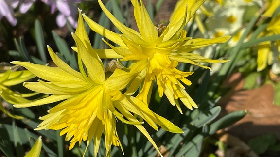 Frühblüher: Zwergnarzisse 'Rip van Winkle' (Narcissus pseudonarcissus)