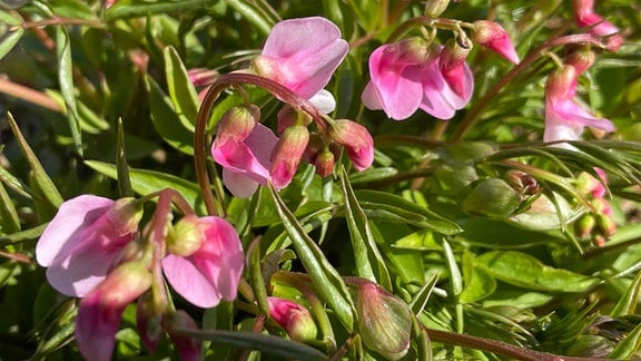 Frühblüher: Frühlings-Platterbse (Lathyrus vernus)