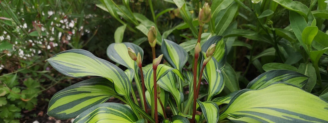 23+ inspirierend Bilder Mdr Garten Rätsel Mdr Garten Der Garten