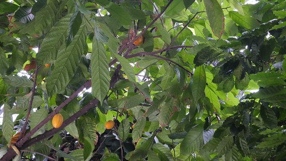 Kakaobaum mit orangen Früchten.  