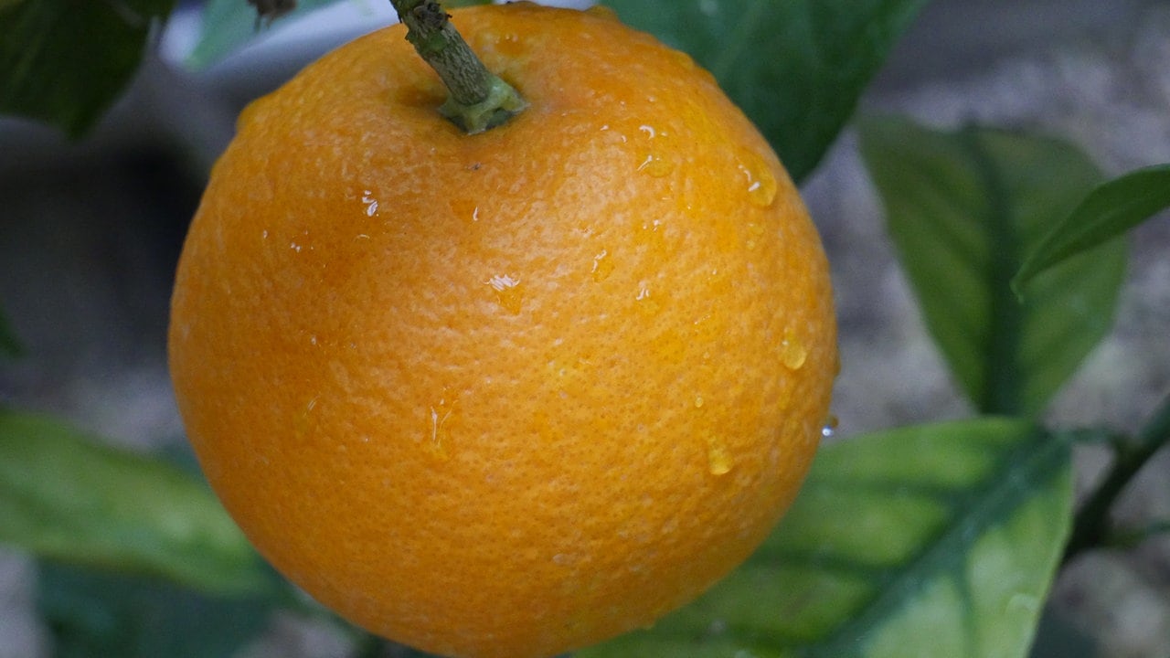 🍊 Orangen Orangen sind die beliebtesten Zitrusfrüchte.