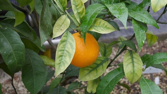 Orange an Orangenbaum mit grünen Blättern.