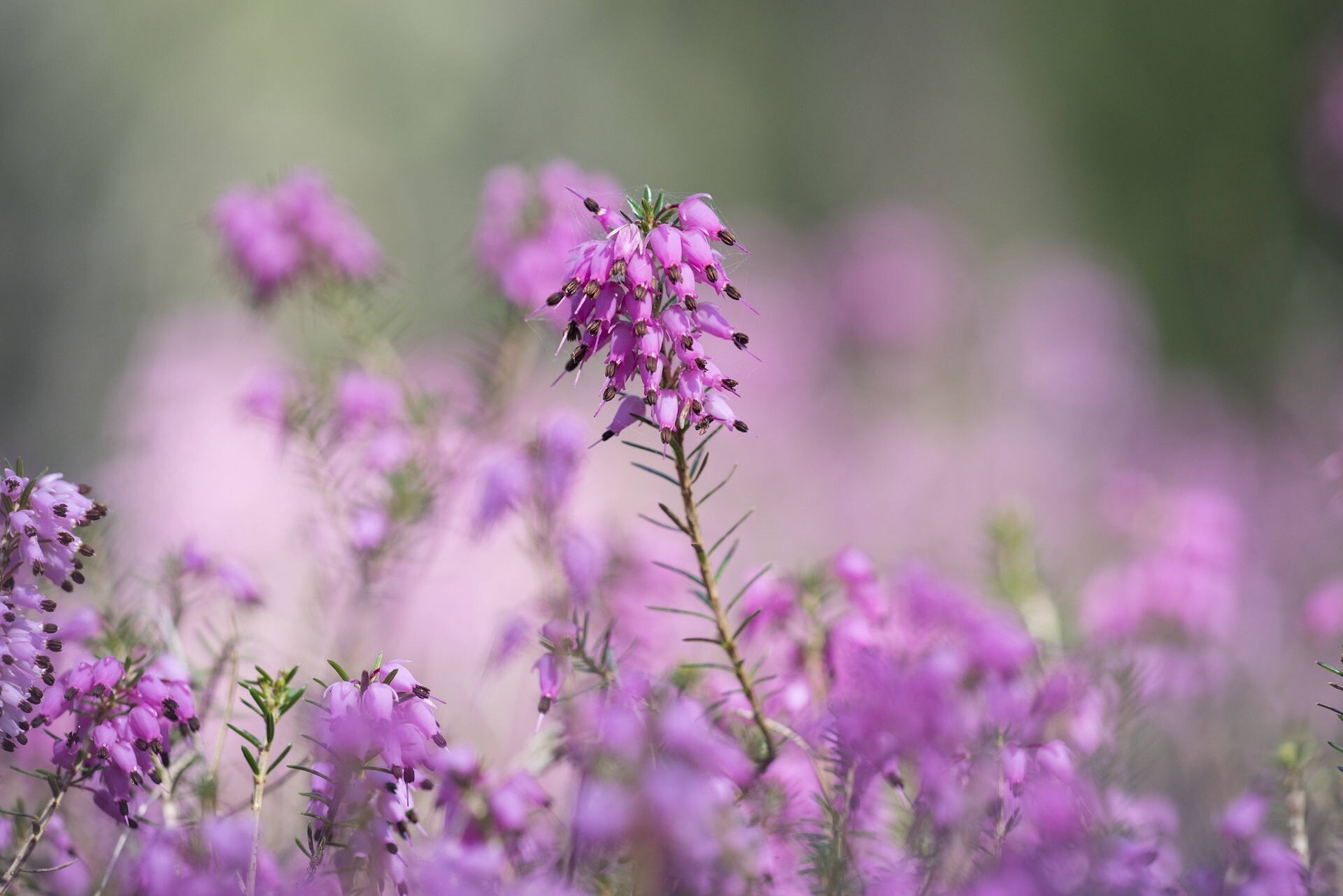 Winterblüten: Welche Blumen und Sträucher blühen im Winter ...