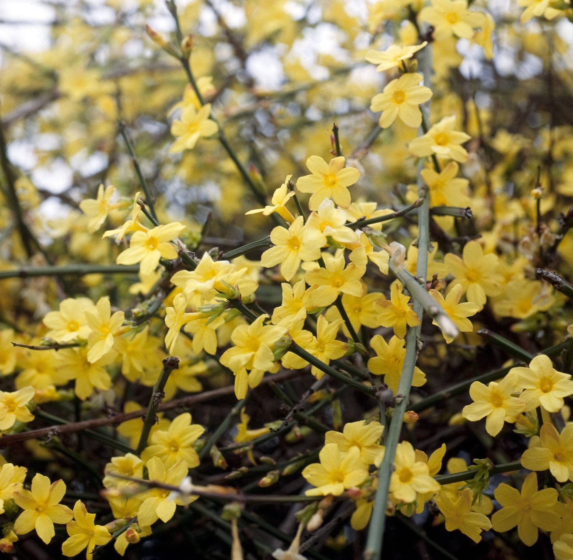 Winterblüten Welche Blumen und Sträucher blühen im Winter? MDR.DE