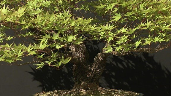 Bonsaibaum in Schale