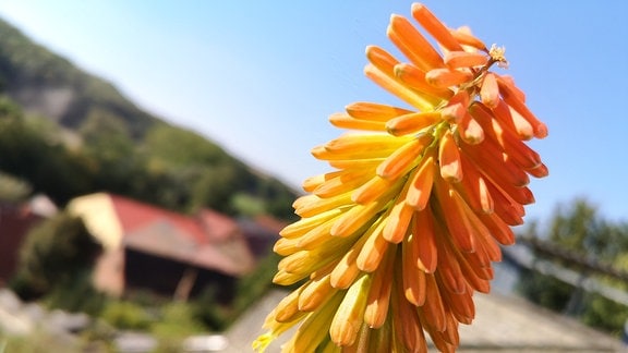 Blüte der Fackellilie Feuerkerze