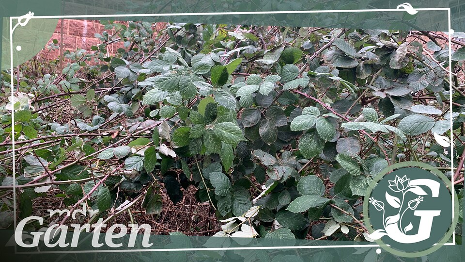 Armenische Brombeere Ist die Pflanze ein invasiver Neophyt? MDR.DE