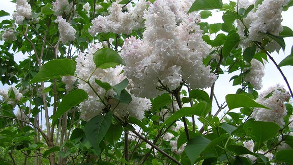 Blüten eines Fliederstrauches mit gefüllten Blüten.  