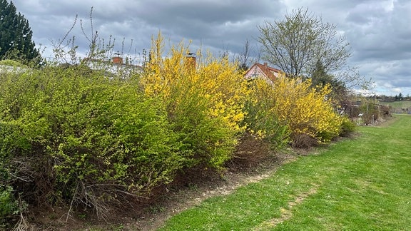 Eine Hecke mit blühenden Forsythien und anderen Pflanzen im Frühling.