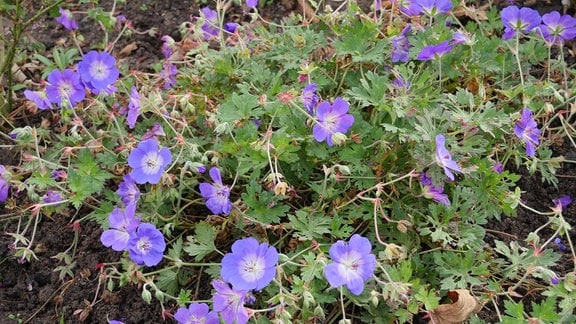Eine Pflanze in einem Beet mit grünen Blättern und vielen blauen Blüten.