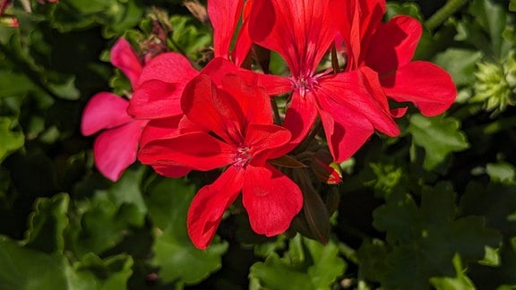 Blüten einer Geranie