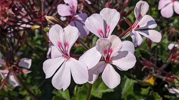 Blüten einer Geranie