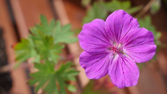 Geranium Tiny-Monster