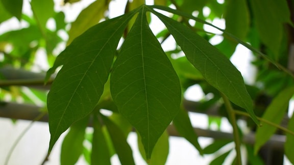 Blatt einer Maniok-Pflanze