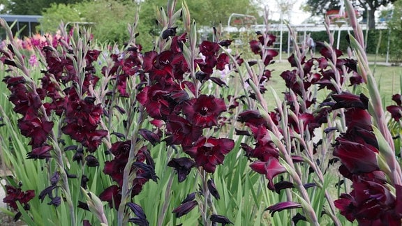 Beet mit Gladiolen der Sorte ‚Espresso‘  