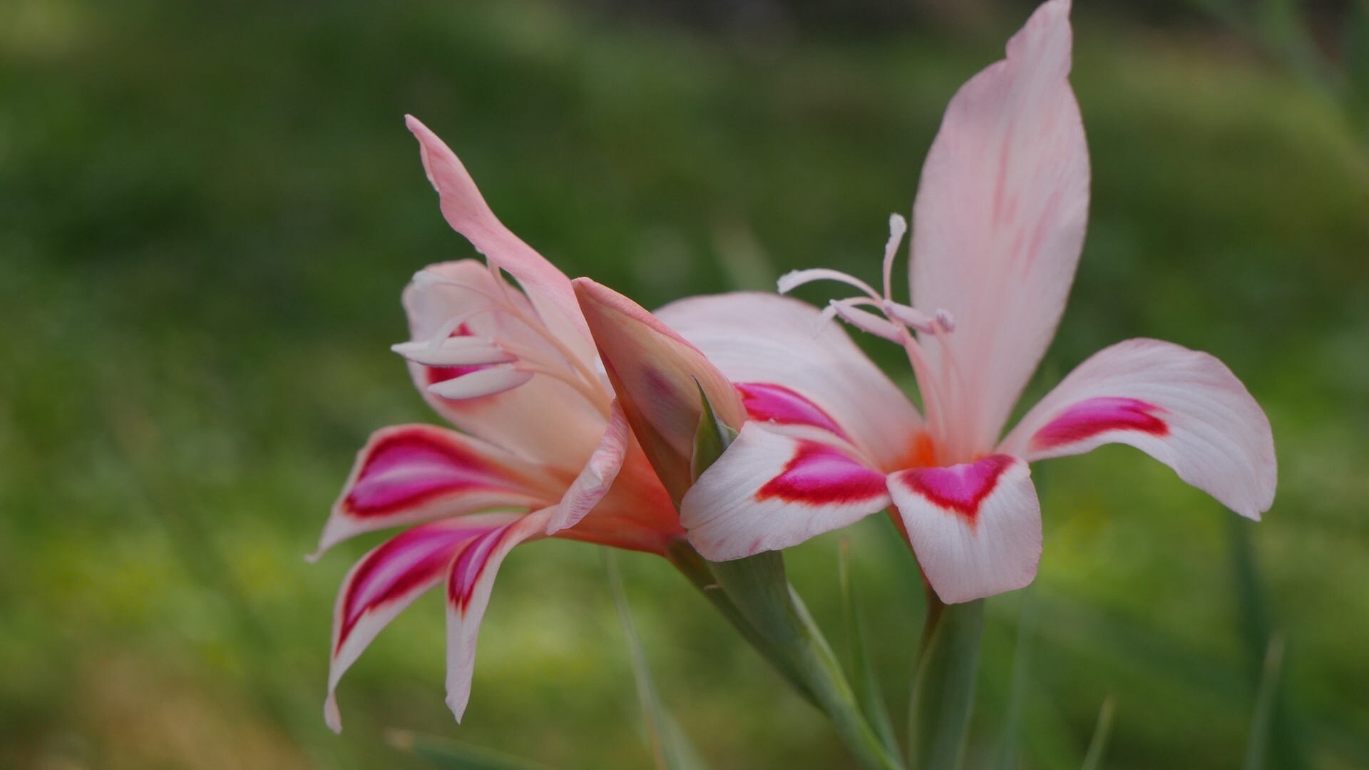Gladiolen Augenweiden im Garten MDR.DE