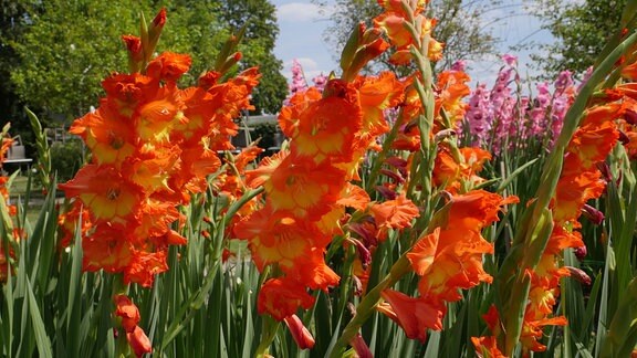 Gladiolen blumen - Der Gewinner