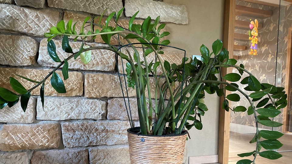 Die Glücksfeder Zamioculcas pflegen, umtopfen und vermehren MDR.DE