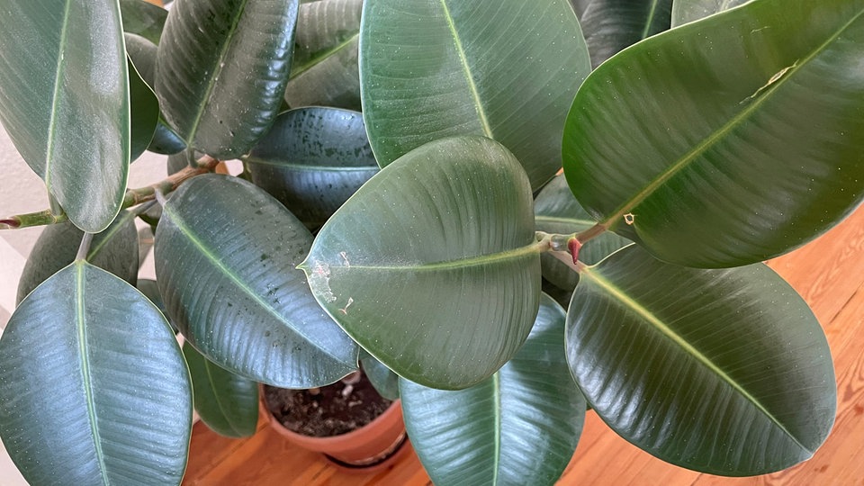 Gummibäume richtig pflegen und vermehren MDR.DE