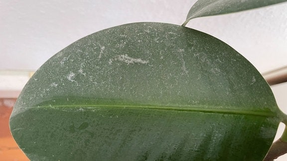  staubbedecktes Blatt eines Gummibaums (Ficus elastica)