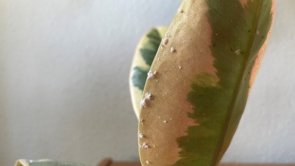 Blatt eines Gummibaums (Ficus elastica) mit Wolläusen
