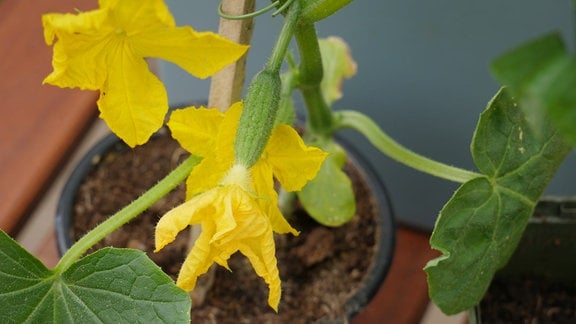 Gurken-Jungpflanze mit gelber Blüte. 