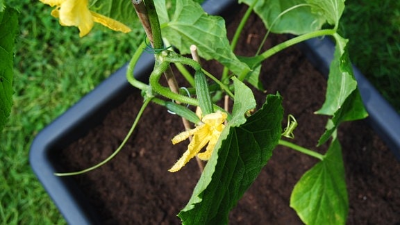 Gurkenpflanze mit gelben Blüten im Topf