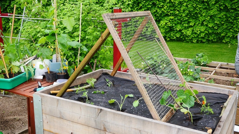 Rankhilfe Gurken Im Hochbeet Anbauen Mdr De