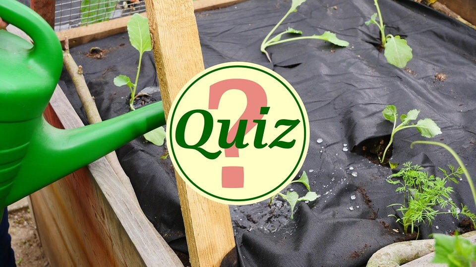 Das GartenQuiz Testen Sie Ihr Gartenwissen MDR.DE