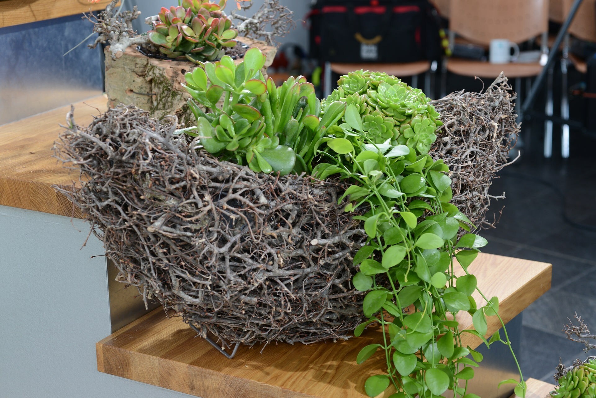 Schöne Hängepflanzen für die Stube MDR.DE