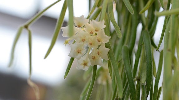 Weiße Blüten einer Hoya-Pflanze