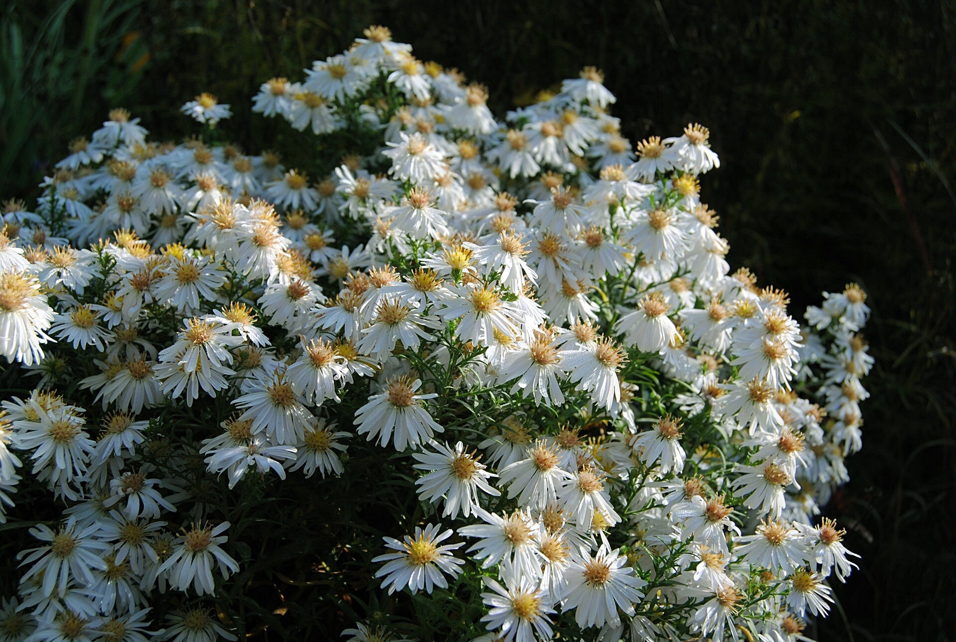 Blühende Stauden und bunte Gehölze im Herbst MDR.DE