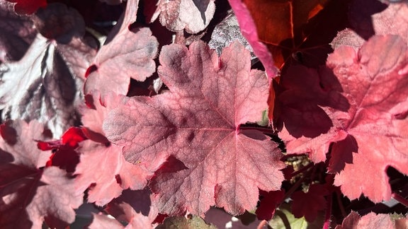 rotlaubige Heuchera-Sorte 'Cherry Cola'