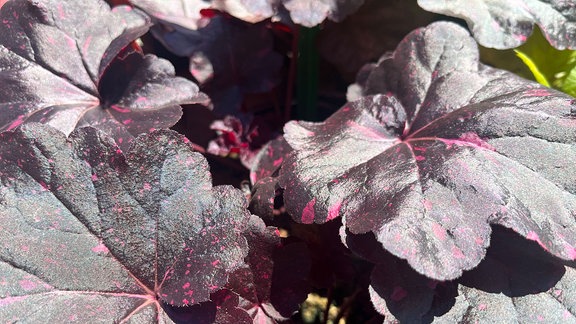 Heuchera-Sorte 'midnight rose' mit lila-gesprenkelten Blättern