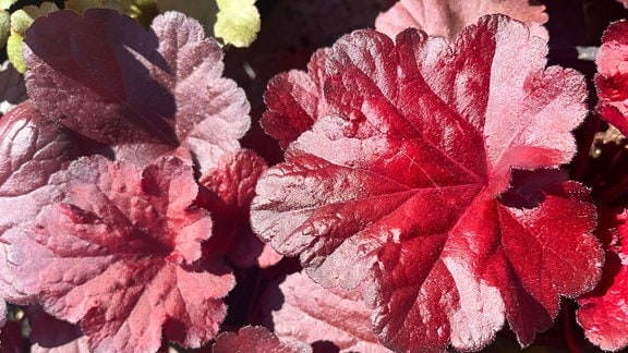 glänznedes, rotes Laub hat die Heuchera-Sorte 'Forever Red'