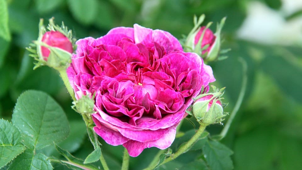 Historische Rosen Geschichte, Pflege und Sortentipps MDR.DE