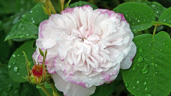 Rosa damascena ´Leda´ (1)