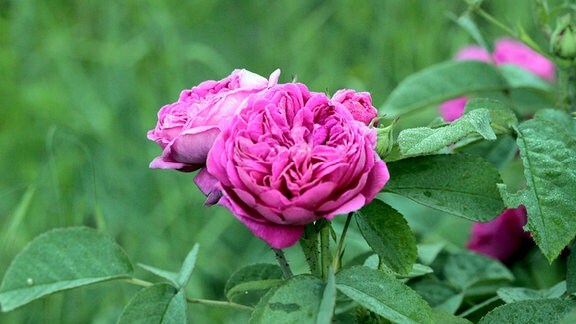 Rosa damascena ´Rose de Resht´