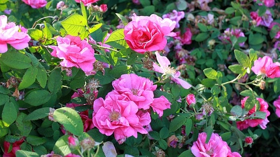 Rosa gallica Apothekerrose 