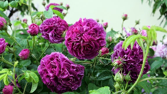 Rosa gallica ´Charles de Mills´