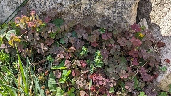 die kleinen dunkelroten Blätter des Horn-Sauerklees und eine winzige gelbe Blüte