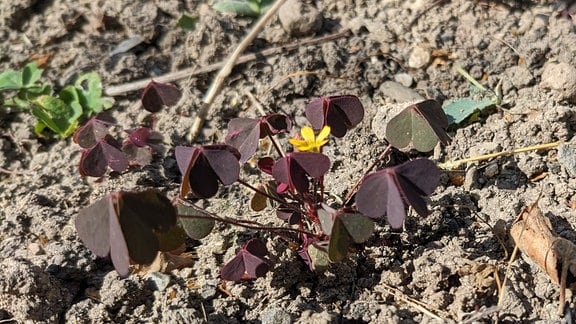 die kleinen dunkelroten Blätter des Horn-Sauerklees und eine winzige gelbe Blüte