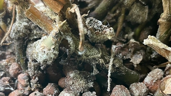 Salzablagerungen auf dem Tonsubstrat einer Hydropflanze.