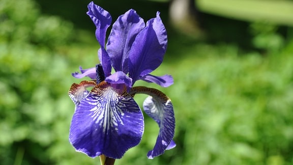 Eine blaue Irisblüte