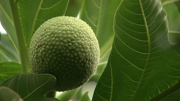 Eine rundliche, grüne Frucht, auf deren Schale Noppen sind, an einem Baum