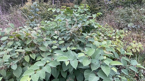 Japanischer Staudenknöterich wächst im Thüringer Wald.