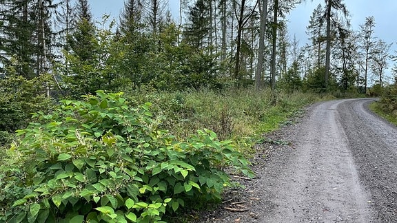 Ein Weg im Thüringer Wald, an dessen Rand wächst Japanischer Staudenknöterich.