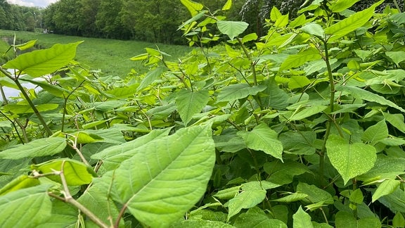 Japanischer Staudenknöterich wächst an der Luppe im Leipziger Auwald (Nahaufnahme).