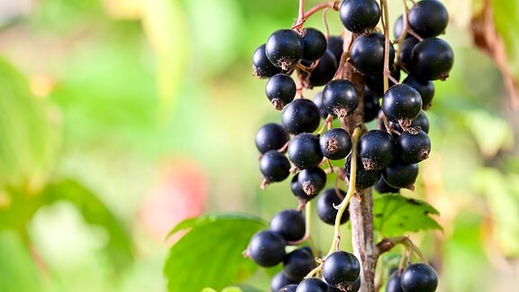 Johannisbeeren Hochstamm richtig pflanzen MDR.DE